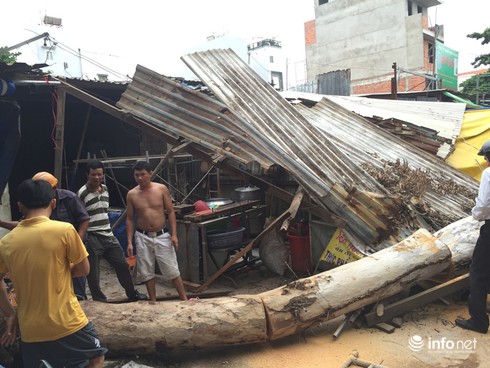 Cây bạch đàn bật gốc đổ đè 2 mái nhà dân, làm 1 người bị thương - ảnh 2