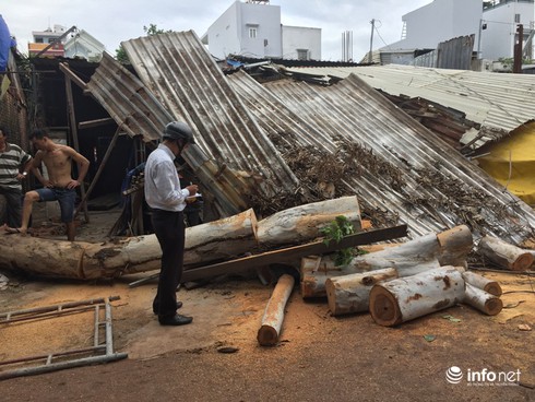 Cây bạch đàn bật gốc đổ đè 2 mái nhà dân, làm 1 người bị thương - ảnh 3