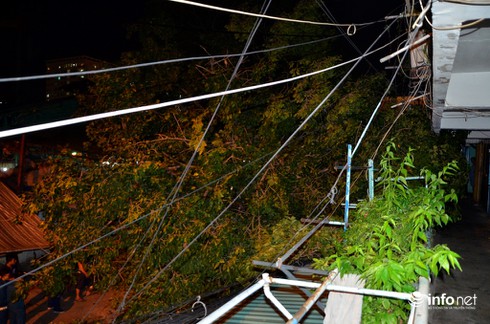 3 anh em ruột thoát chết khi cây bồ đề bật gốc đè bẹp 1 xe máy và xe tải - ảnh 4