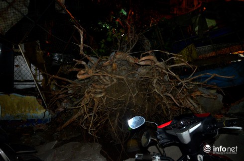 3 anh em ruột thoát chết khi cây bồ đề bật gốc đè bẹp 1 xe máy và xe tải - ảnh 1