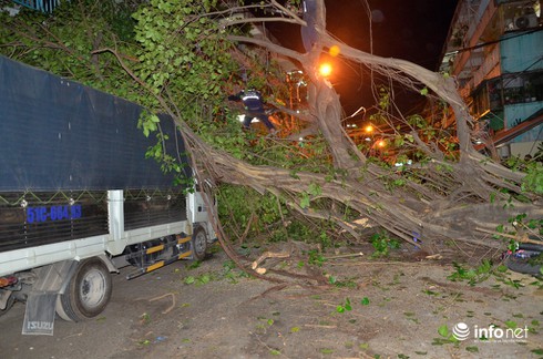 3 anh em ruột thoát chết khi cây bồ đề bật gốc đè bẹp 1 xe máy và xe tải - ảnh 2