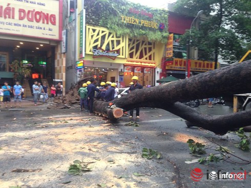 Nam thanh niên bị cổ thụ đổ trúng đã tử vong - ảnh 1