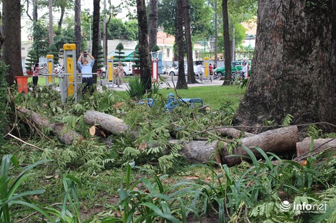 Đi tập thể dục, bị nhánh cây ở công viên Tao Đàn rơi trúng tử vong - ảnh 1