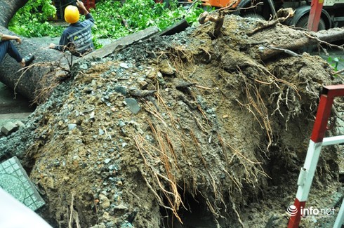 TP.HCM: Lại thêm cây xanh cổ thụ bật gốc trong mưa gió - ảnh 2