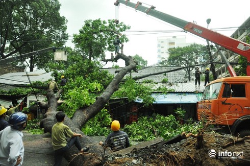 TP.HCM: Lại thêm cây xanh cổ thụ bật gốc trong mưa gió - ảnh 3