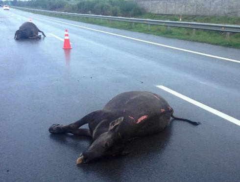 2 con trâu bị xe tông chết trên cao tốc TP.HCM-Long Thành - ảnh 1