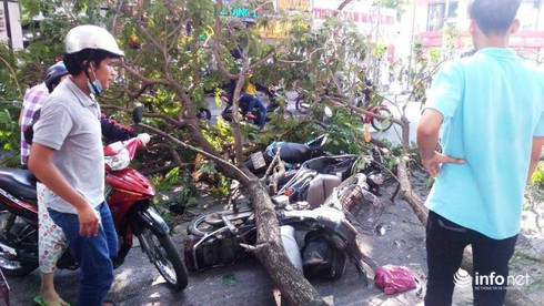 TP.HCM: Đang chờ đèn đỏ, 3 người bị cành cây gãy đè trúng người - ảnh 1