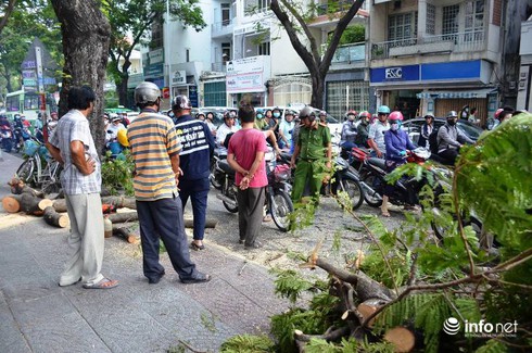 TP.HCM: Đang chờ đèn đỏ, 3 người bị cành cây gãy đè trúng người - ảnh 2