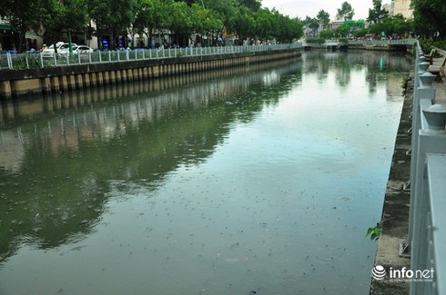 Cá nổi lên dày đặc, đớp khí yếu ớt trên kênh Nhiêu Lộc Thị Nghè - ảnh 1