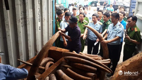 Bắt hơn 2 tấn ngà voi có giá trị hàng trăm tỷ đồng - ảnh 1