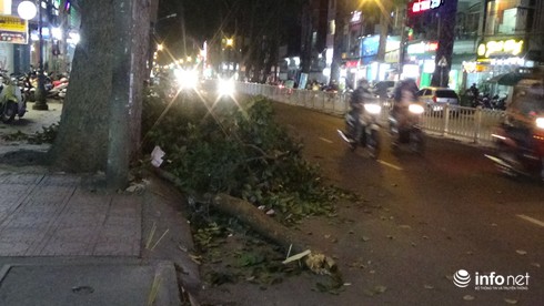 Nhánh cây gãy bất ngờ làm 1 gia đình ngã xuống đường - ảnh 1