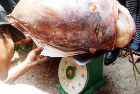 Người dân kéo lưới được cá hô khủng trên sông Đồng Nai - ảnh 3