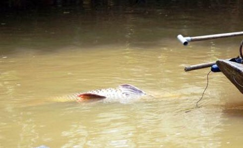 Người dân kéo lưới được cá hô khủng trên sông Đồng Nai - ảnh 4