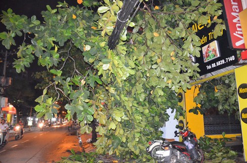 TP.HCM: Cây xanh gẫy đổ trong mưa lớn gây mất điện - ảnh 2