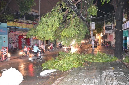 TP.HCM: Cây xanh gẫy đổ trong mưa lớn gây mất điện - ảnh 3