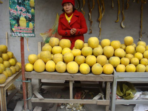 Cam Canh, bưởi Diễn: Chợ ê hề, vào vườn không mua được - ảnh 3