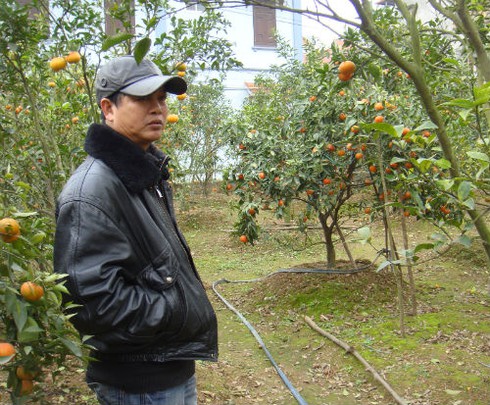 Cam Canh, bưởi Diễn: Chợ ê hề, vào vườn không mua được - ảnh 2