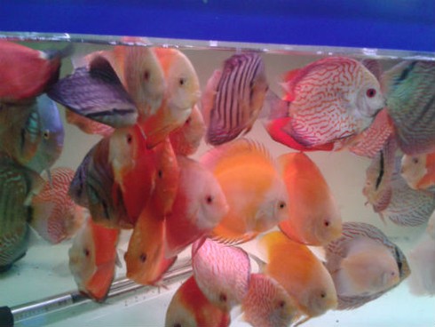 Những loại cá cảnh chơi Tết giá khủng - ảnh 3