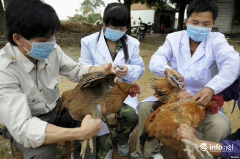 Dịch cúm H5N1 trên gia cầm xuất hiện ở 21 tỉnh - ảnh 1