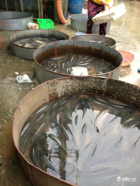Cá quả Trung Quốc