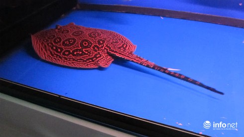 Chơi Sam cảnh bạc tỷ: Lắm tiền, có