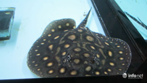 Chơi Sam cảnh bạc tỷ: Lắm tiền, có