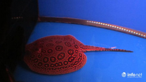 Chơi Sam cảnh bạc tỷ: Lắm tiền, có