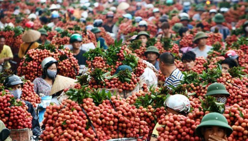 5 tấn vải thiều đã được xuất khẩu sang Mỹ - ảnh 1