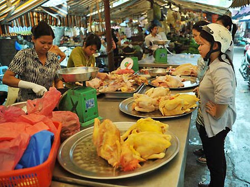 Dùng hóa chất gây ung thư để nuôi gà vàng đẹp - ảnh 1