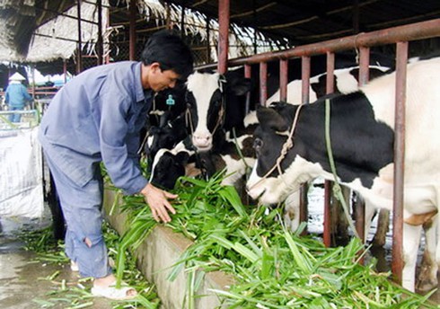 Hanoi milk, TH true milk... sẵn sàng dàn trận - ảnh 1