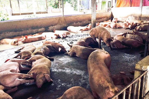 Hà Nội: Thủ đoạn mới đưa chất cấm vào nuôi lợn - ảnh 1