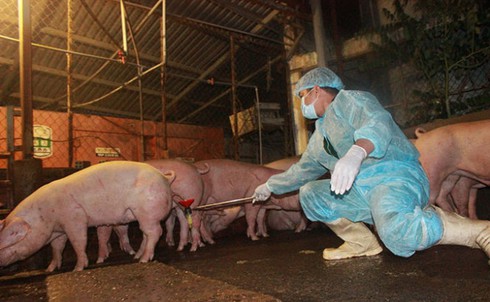Hà Nội che giấu thông tin dùng chất cấm nuôi lợn? - ảnh 1