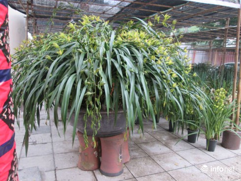 Hà Nội: Chiêm ngưỡng chậu lan “khủng” giá 120 triệu đồng - ảnh 1