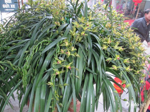 Hà Nội: Chiêm ngưỡng chậu lan “khủng” giá 120 triệu đồng - ảnh 3