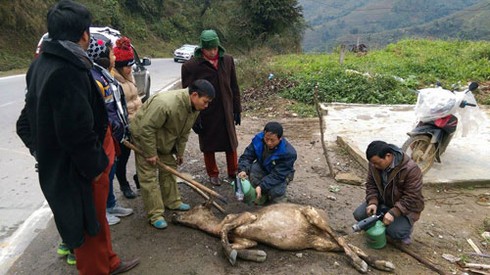 Gần 13.000 con gia súc bị chết do rét đậm rét hại - ảnh 1