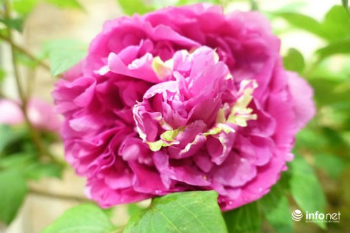 Hoa lạ nhập khẩu đắt đỏ, “cháy” hàng dịp Tết - ảnh 4