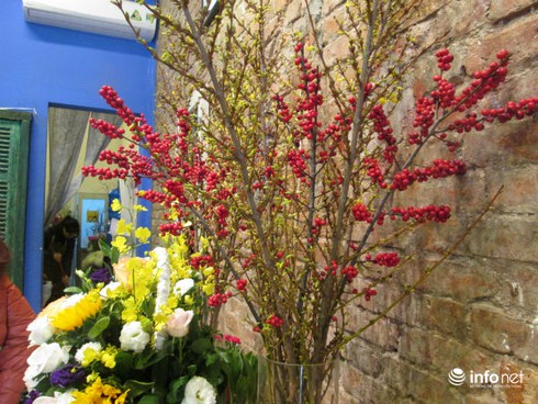 Hoa lạ nhập khẩu đắt đỏ, “cháy” hàng dịp Tết - ảnh 1