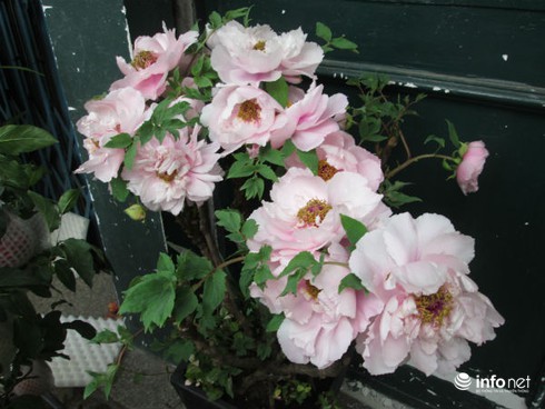 Hoa lạ nhập khẩu đắt đỏ, “cháy” hàng dịp Tết - ảnh 7