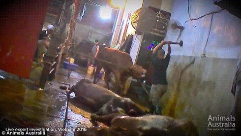 Dùng búa tạ giết bò, Úc cấm xuất khẩu bò vào Việt Nam - ảnh 1
