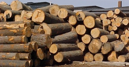 Xuất khẩu gỗ tăng trưởng cao kỷ lục nhờ tái cơ cấu - ảnh 1