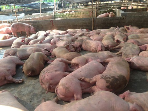 Phát hiện chất cấm mới Systeamine tương tự Salbutamol tạo nạc trong chăn nuôi - ảnh 1