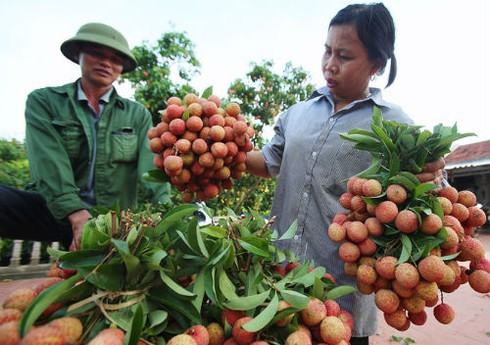 Triển khai quyết liệt tái cơ cấu, thúc đẩy sản xuất để phục hồi tăng trưởng - ảnh 1
