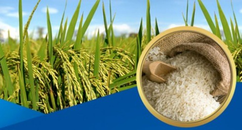 Trung Quốc sang kiểm tra 31 doanh nghiệp xuất khẩu gạo của Việt Nam - ảnh 1