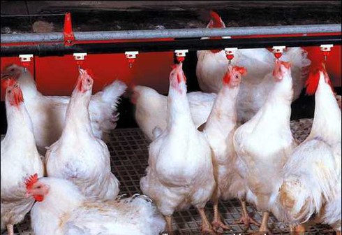 Gà rẻ hơn rau, gà thịt chỉ còn 15.000 đồng/kg - ảnh 1