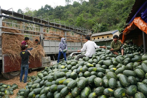 Trung Quốc đổi hướng, chê dưa hấu Việt Nam trái to - ảnh 1