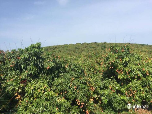 Vải thiều mất mùa, sản lượng thấp nhất trong 10 năm - ảnh 2