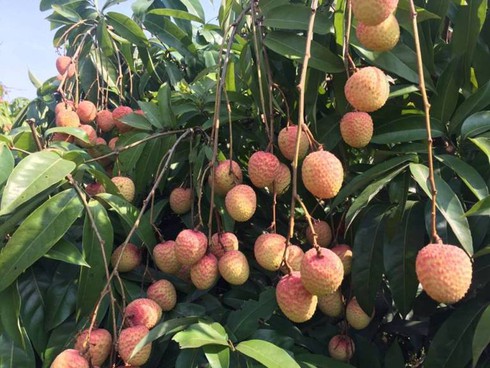 Vải thiều mất mùa, sản lượng thấp nhất trong 10 năm - ảnh 1