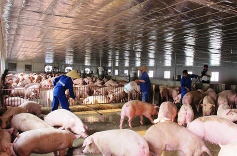 Lợn hơi tăng giá, tồn kho không còn nhiều - ảnh 1