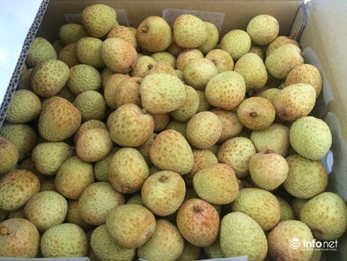 Cận cảnh chiếu xạ vải thiều Thanh Hà xuất đi Úc cực nghiêm ngặt - ảnh 1