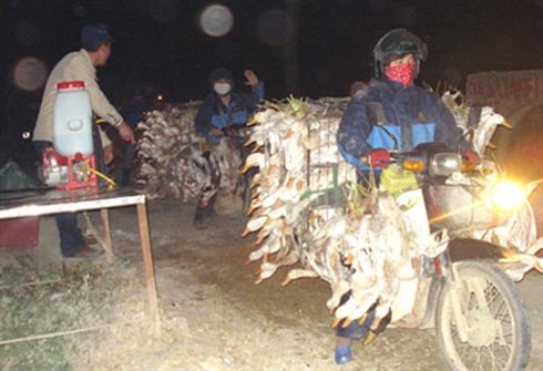 Đến Tết bữa ăn của người dân sẽ an toàn - ảnh 1